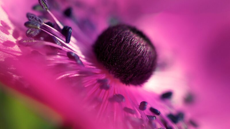 Purple Flower Center — Pink
