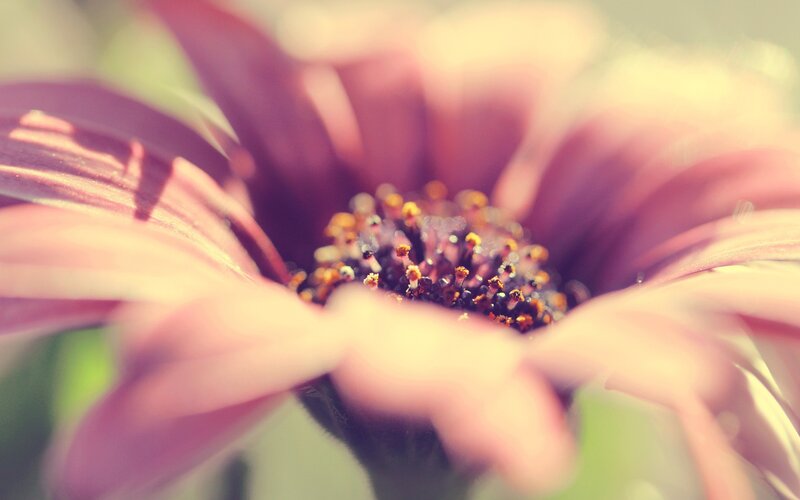 Purple Flower Center — Serene, Afternoon