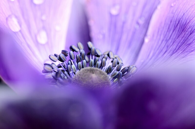 Purple Flower Center — Serene, Photograph, Petals, Stamen