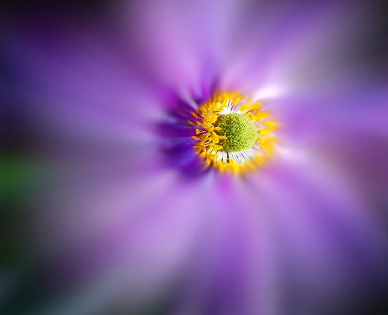 Purple Flower Center — Serene, Photograph, Yellow Stamen