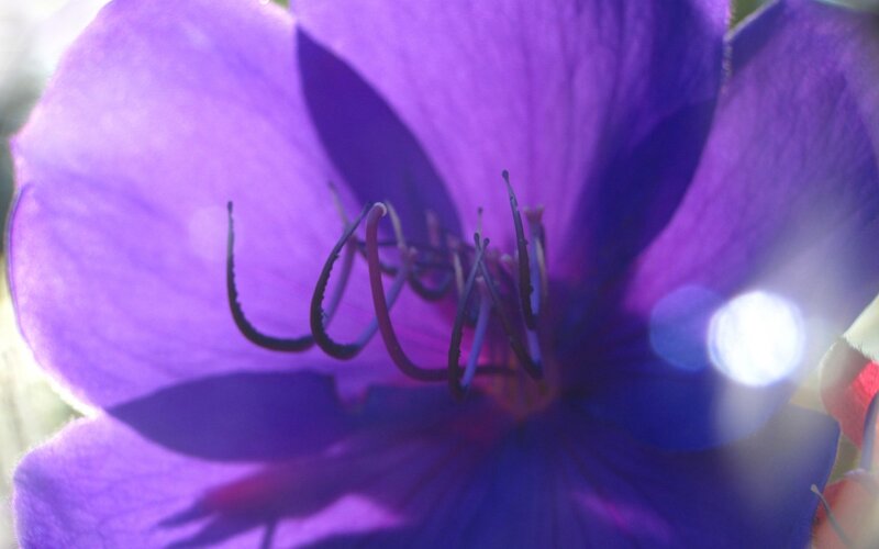 Purple Flower Center — Serene