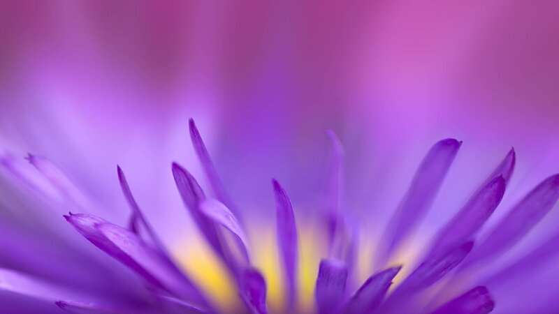 purple flower center