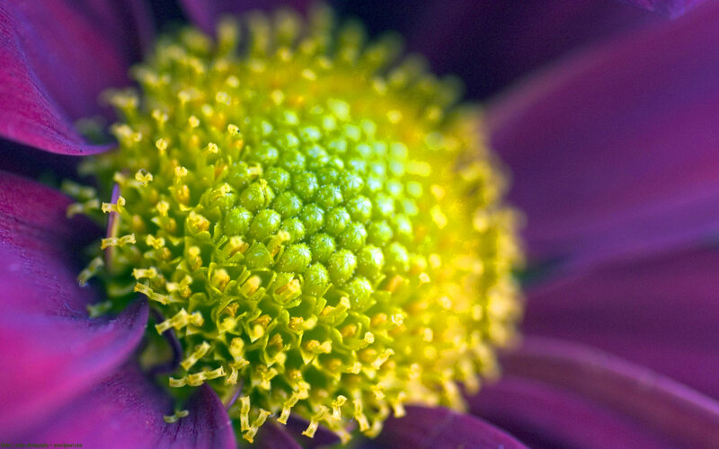Purple Flower Center — Vibrant, Photograph