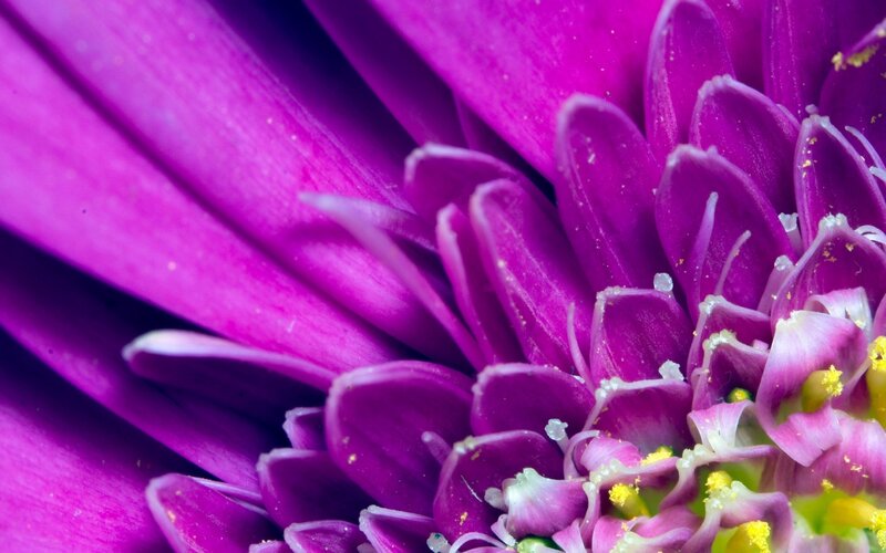 Purple Flower Center — Vibrant