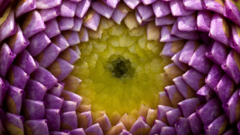 Purple Flower Center — Yellow