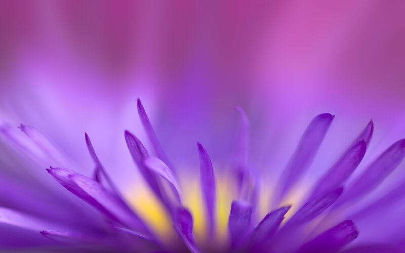 Purple flower close-up