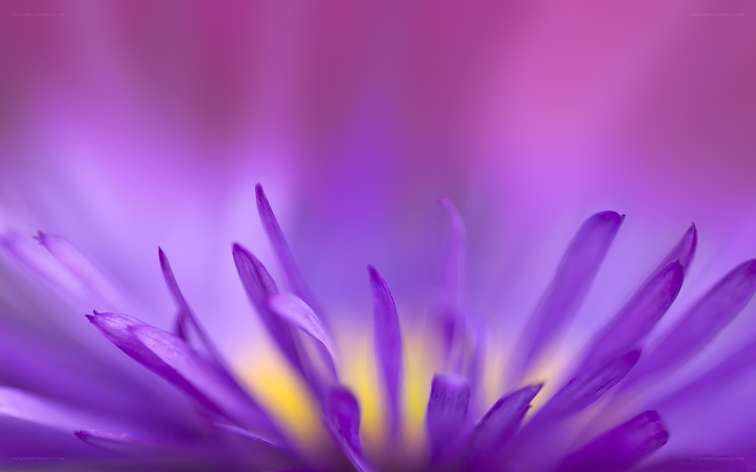 Purple flower close-up