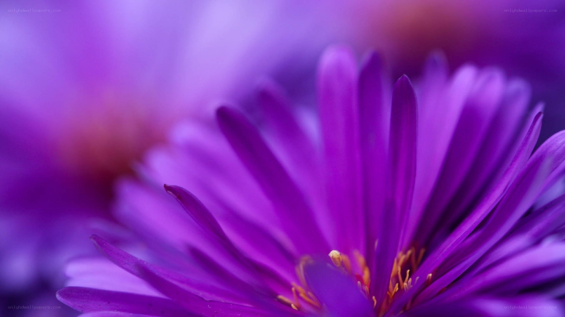 purple flower close-up