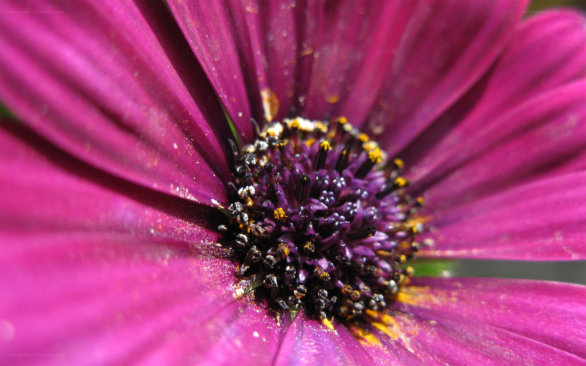 Purple flower close-up