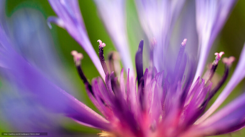 purple flower close-up