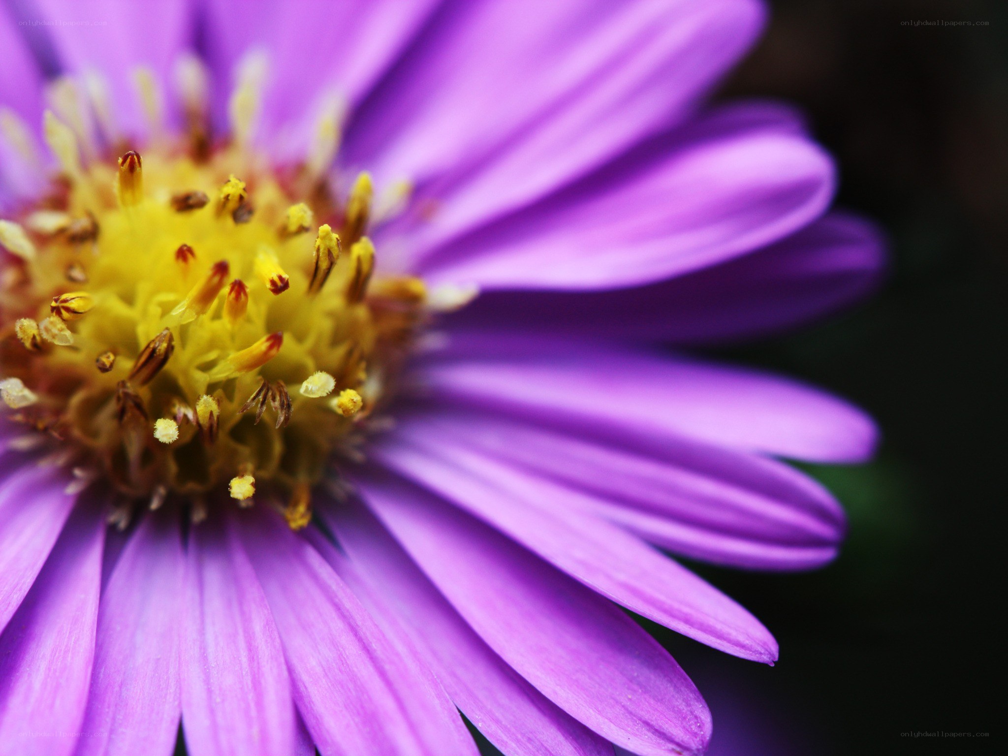 purple flower close-up