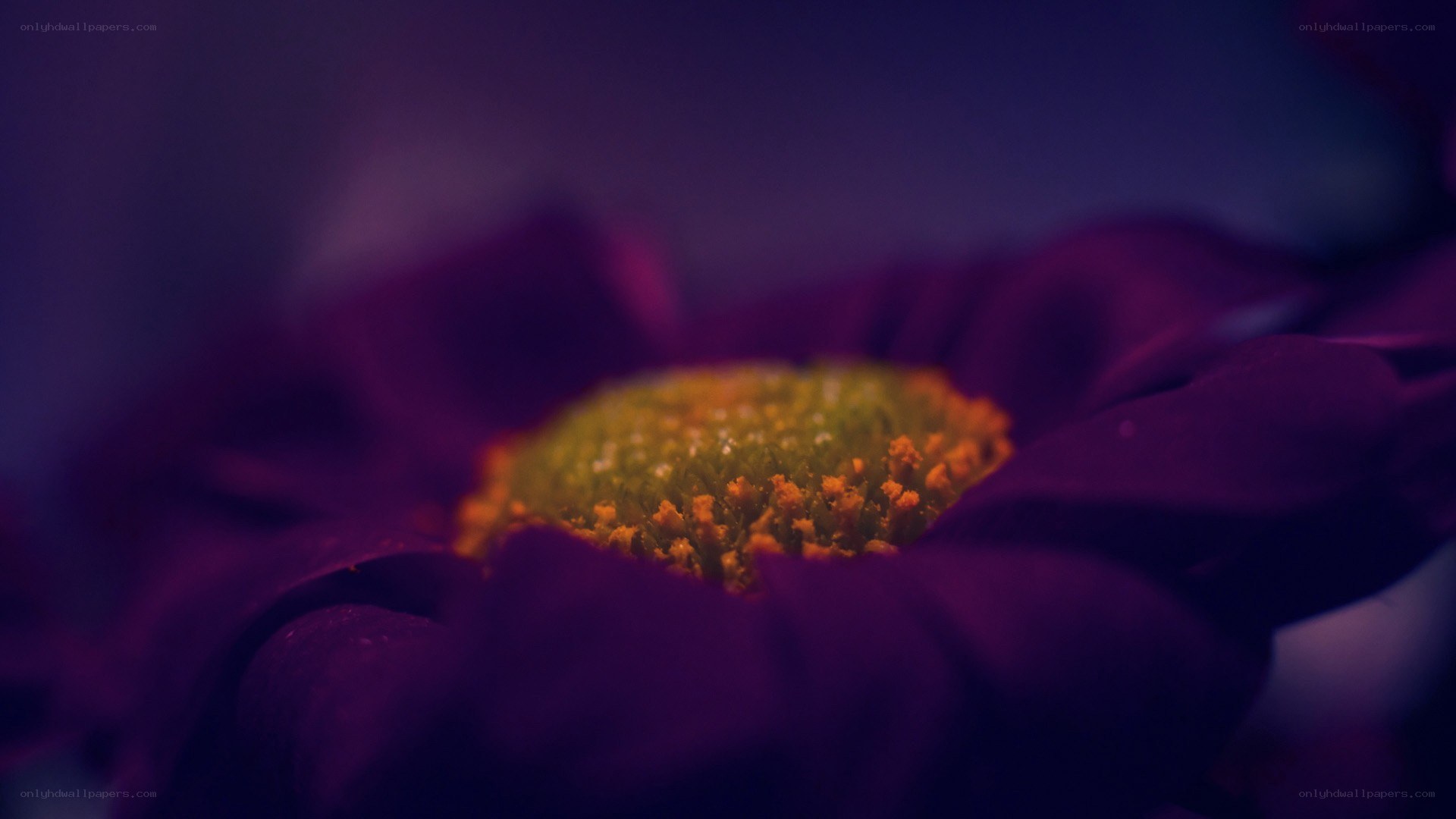 purple flower close-up