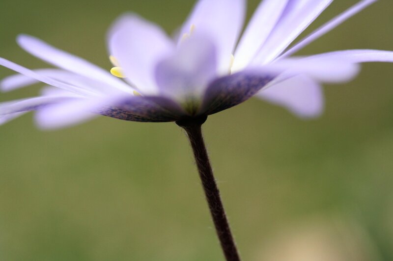 purple flower close-up