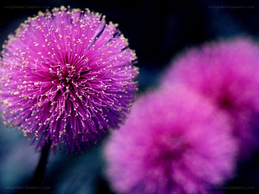 Purple flower close-up