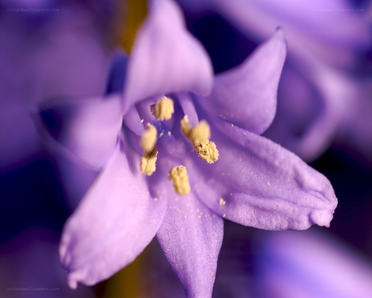purple flower close-up