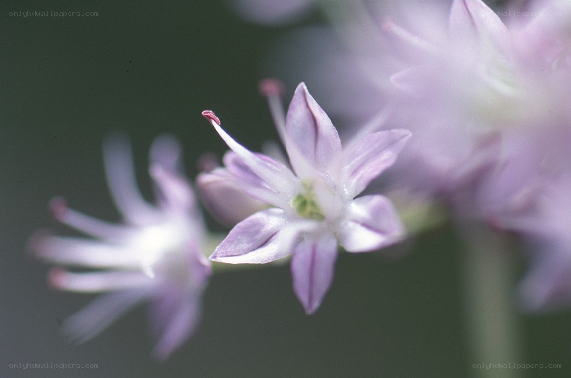 purple flower close-up