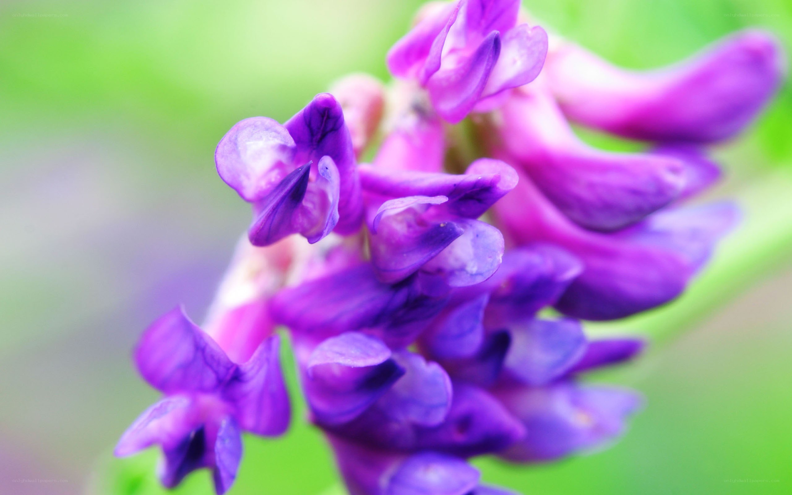 purple flower close-up