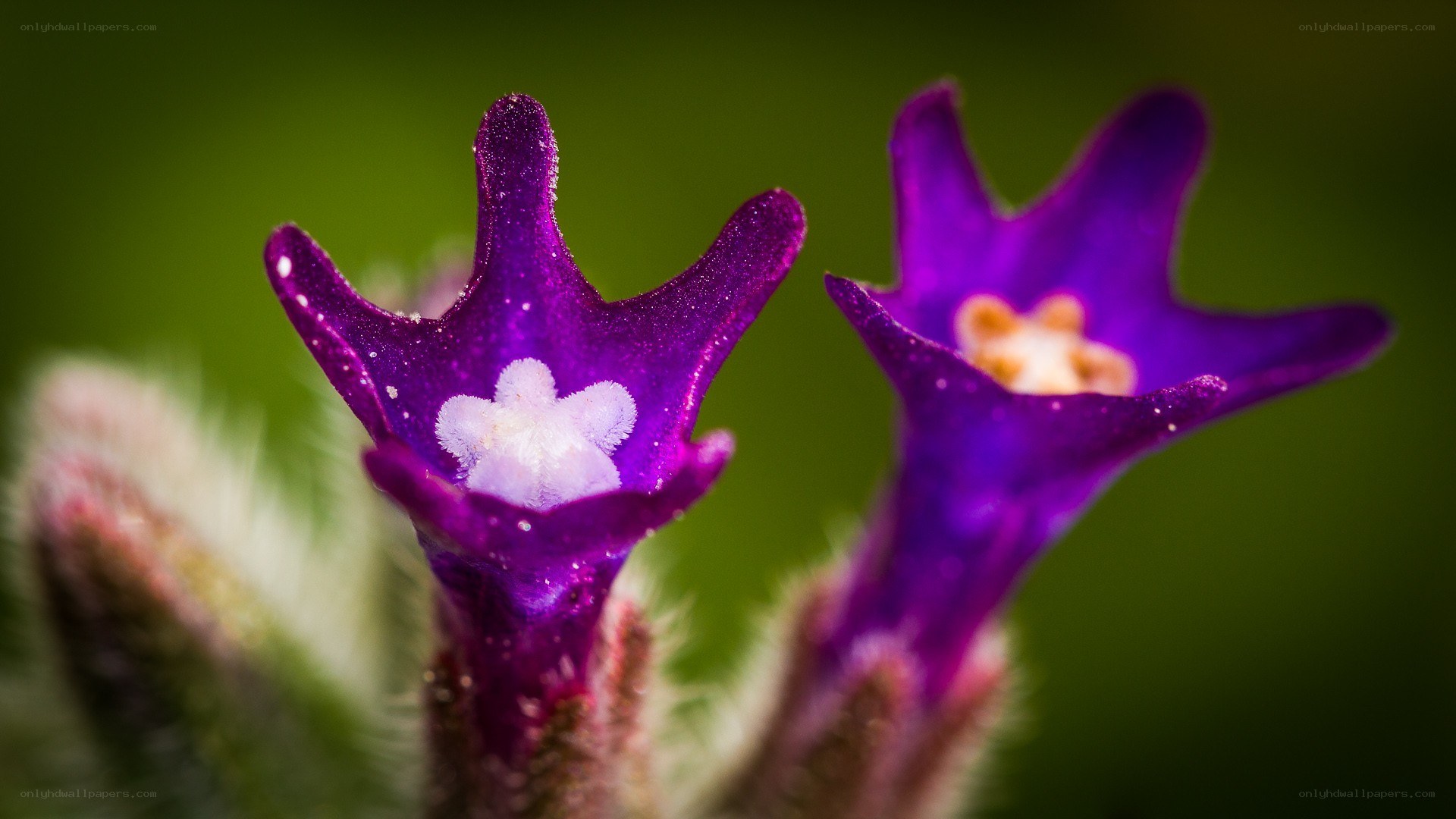 purple flower close-up