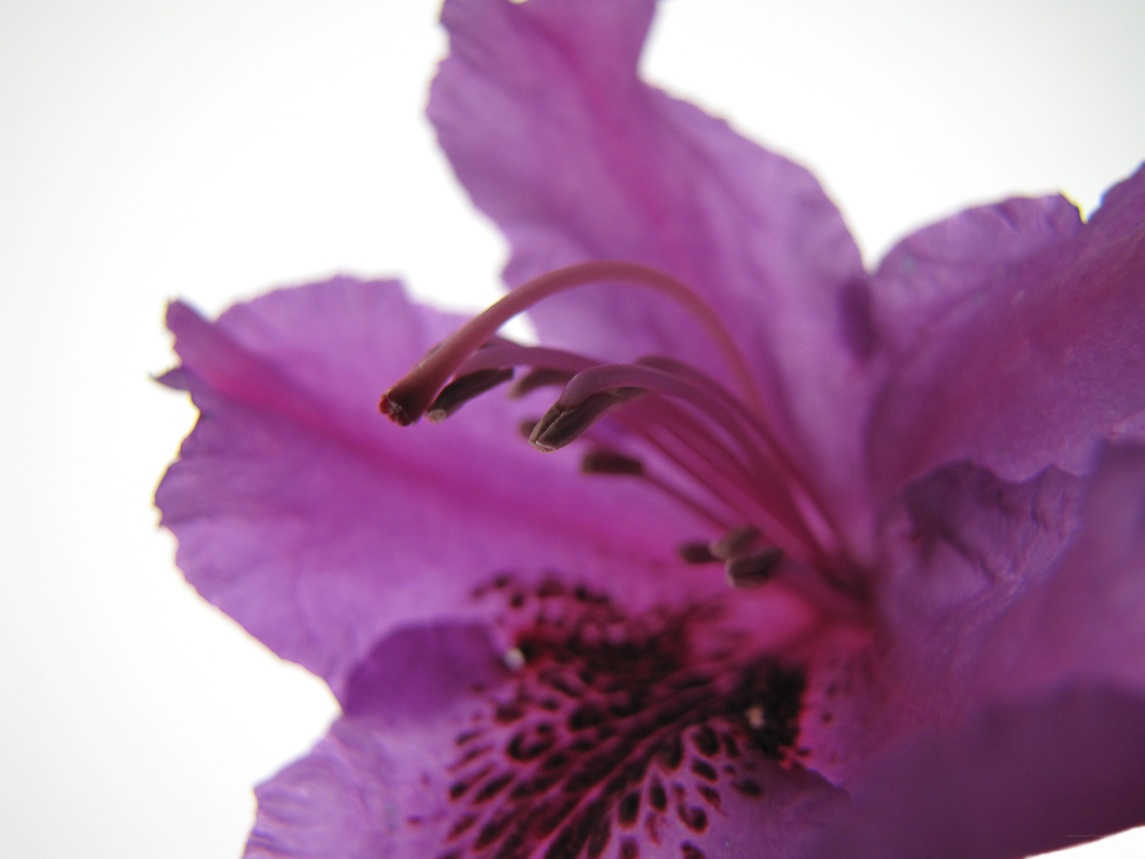 purple flower close-up