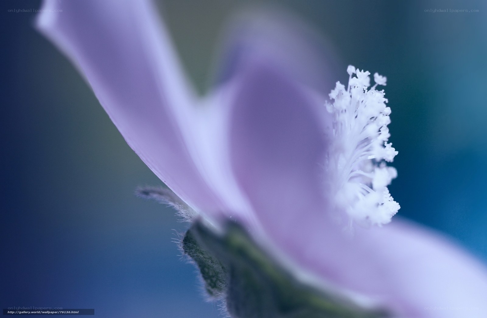 purple flower close-up