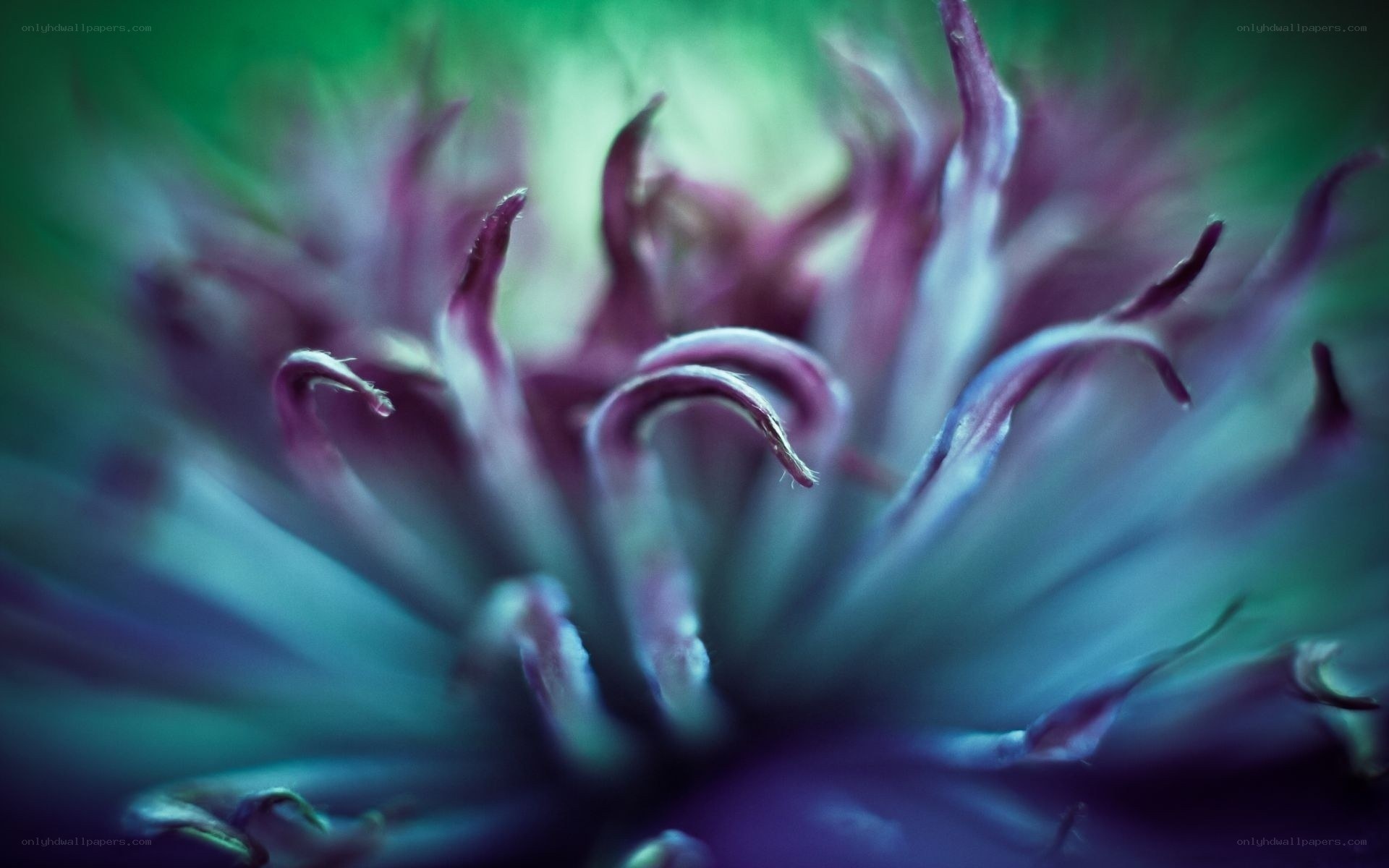 purple flower close-up
