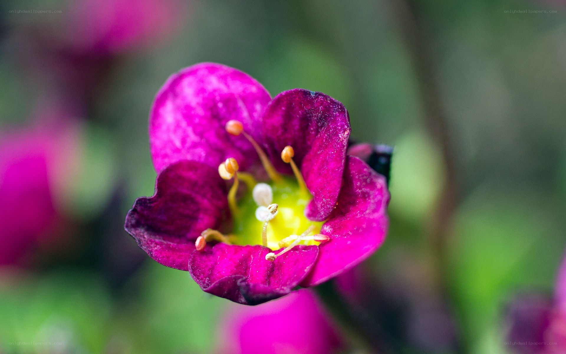 purple flower close-up