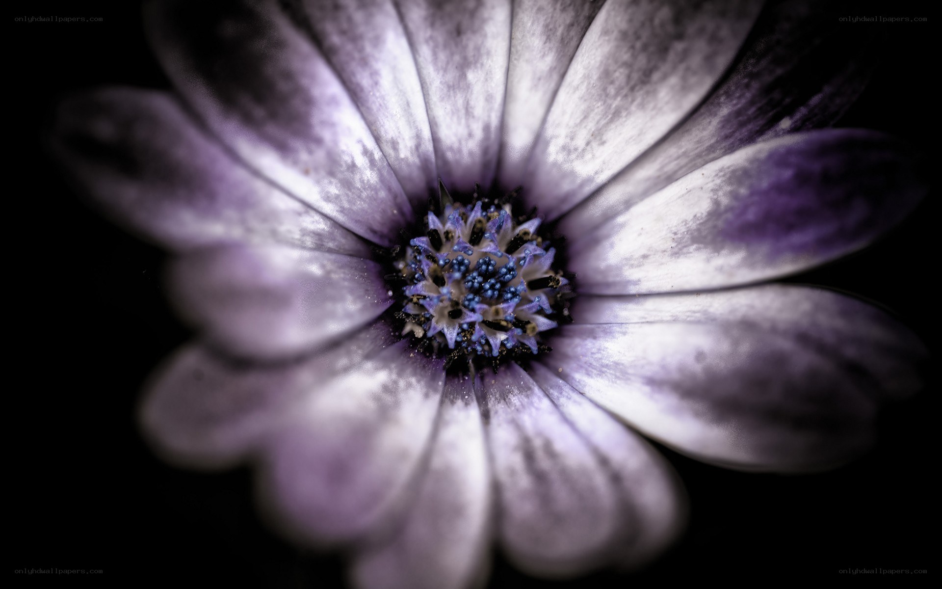 purple flower close-up