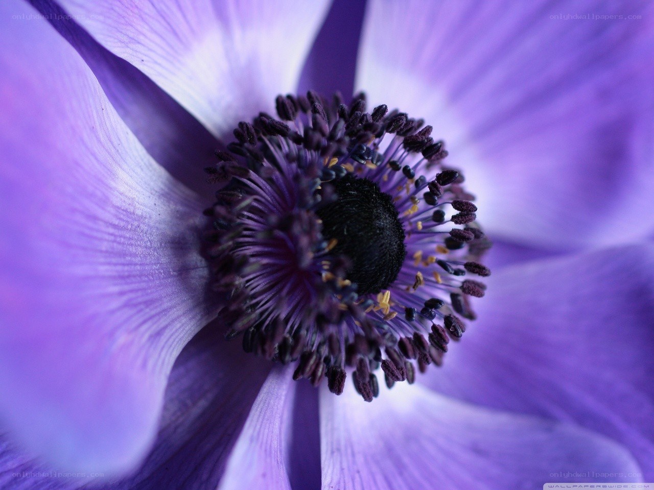 purple flower close-up
