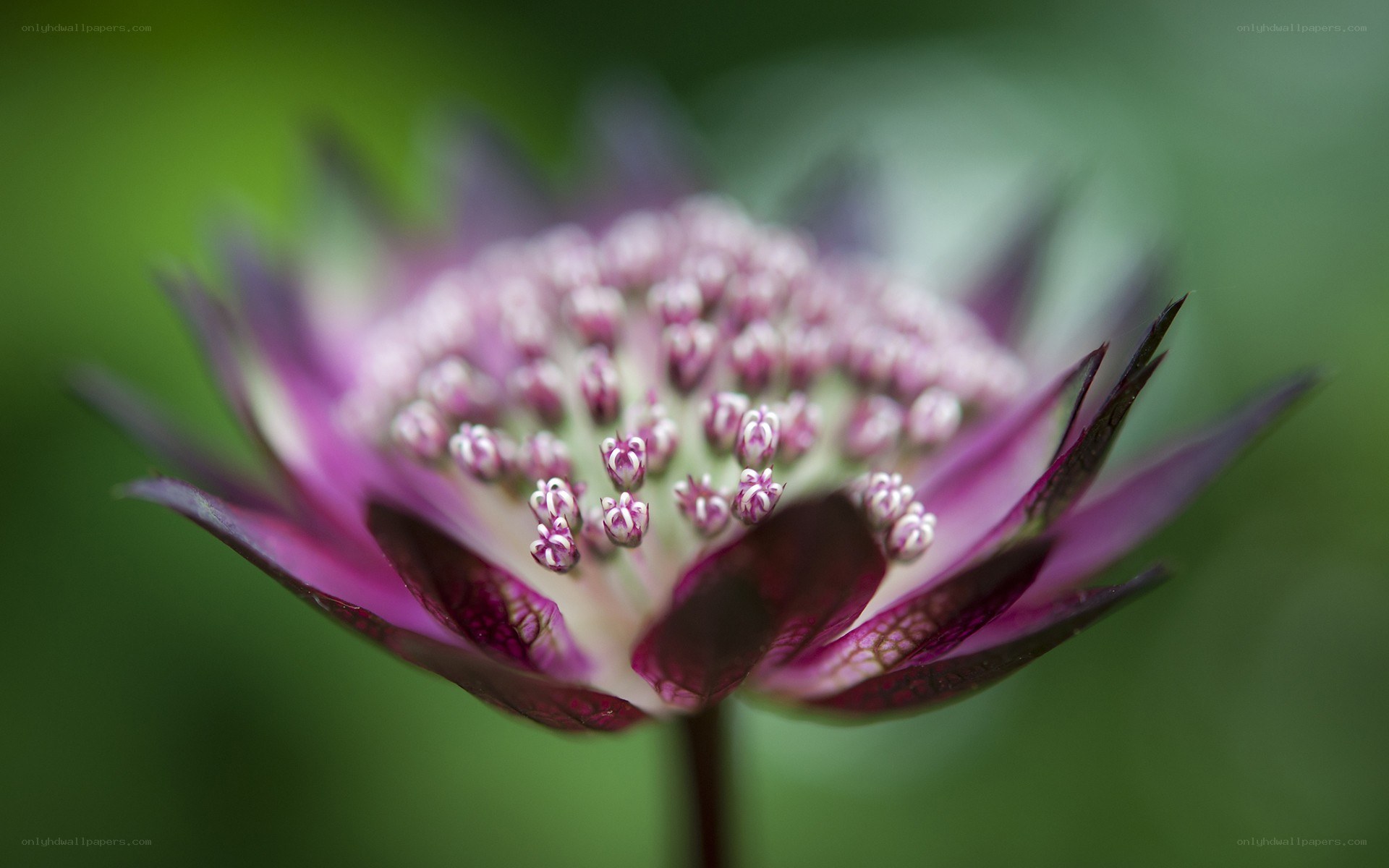 purple flower close-up