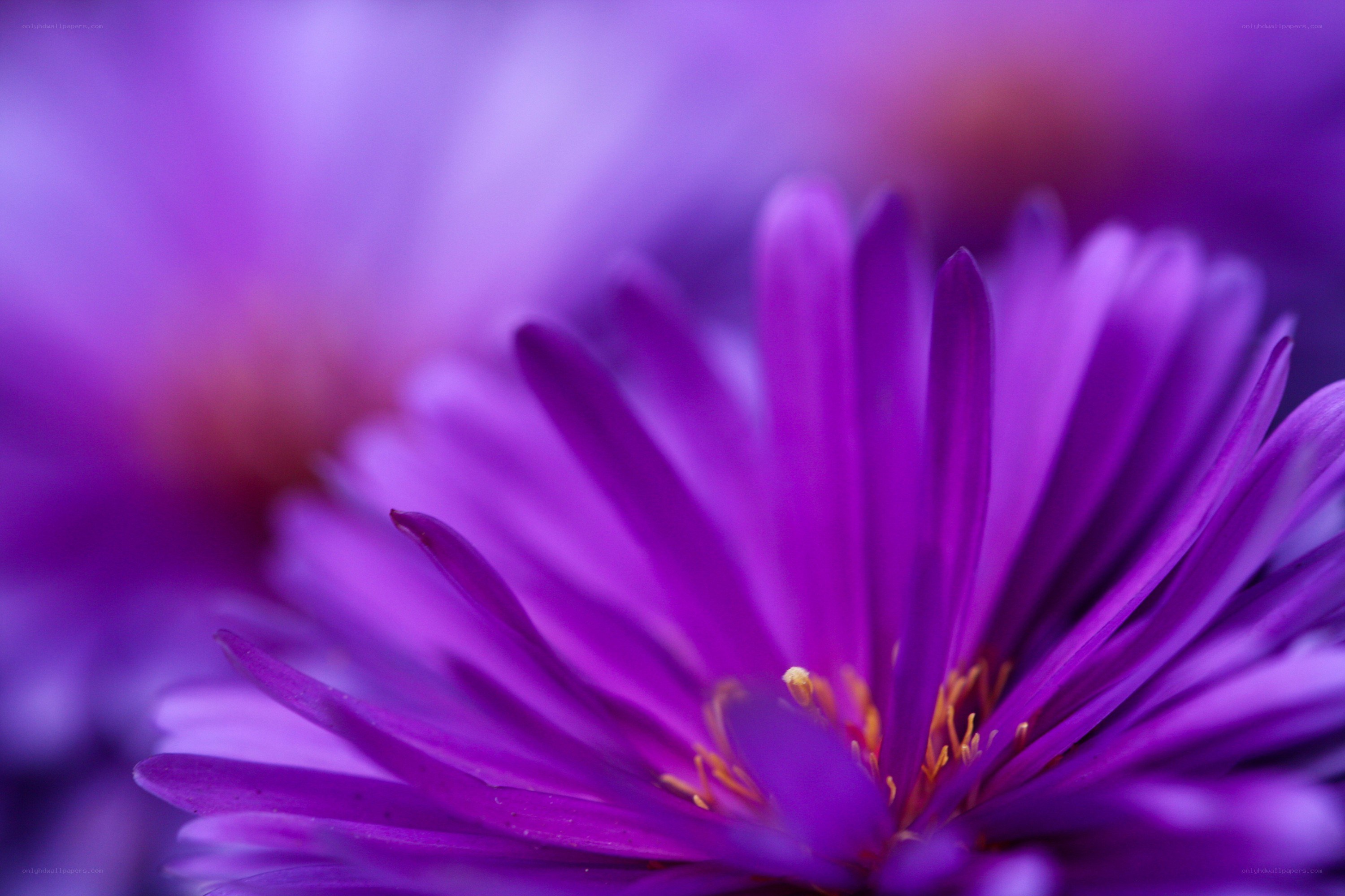 purple flower close-up