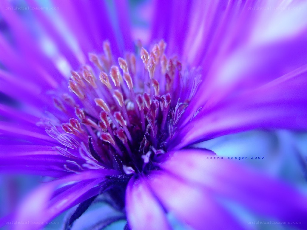 purple flower close-up
