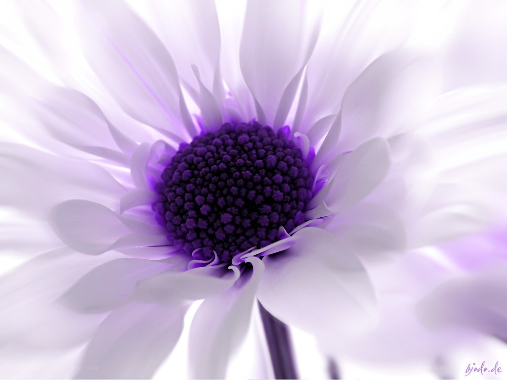 purple flower close-up