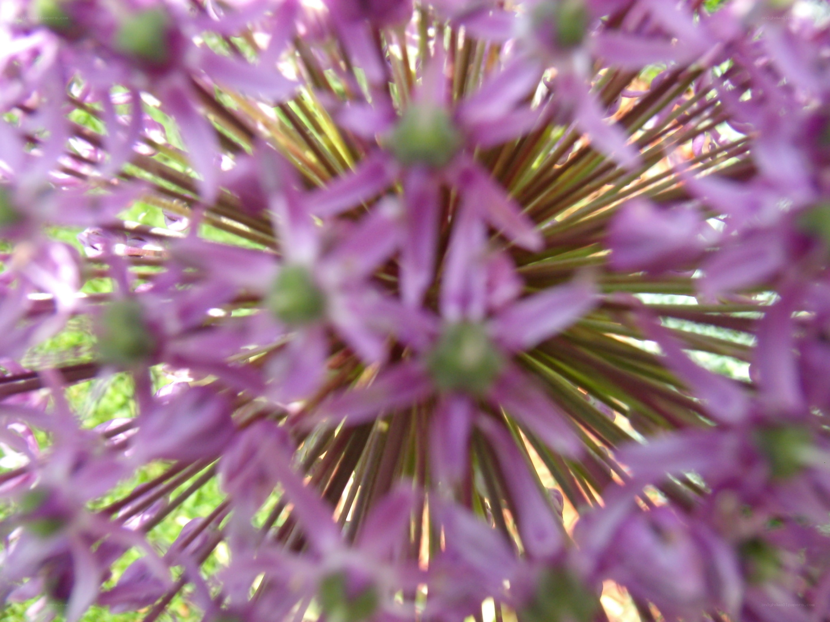 purple flower close-up