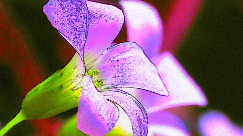 purple flower close-up