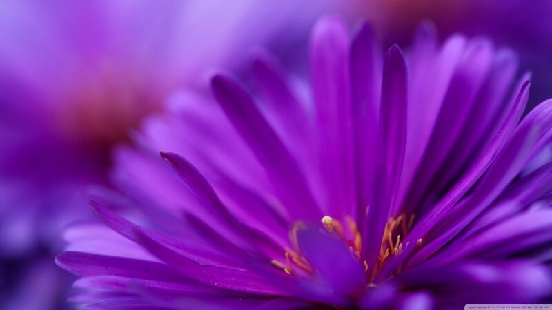 Purple Flower Close-up — Calm
