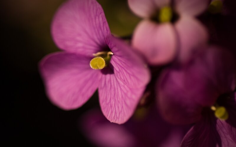 Purple Flower Close-up — Dramatic, Photograph