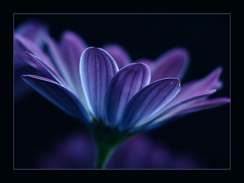 Purple Flower Close-up — Dramatic