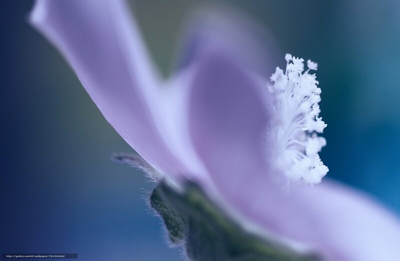 Purple Flower Close-up — Serene, Photograph