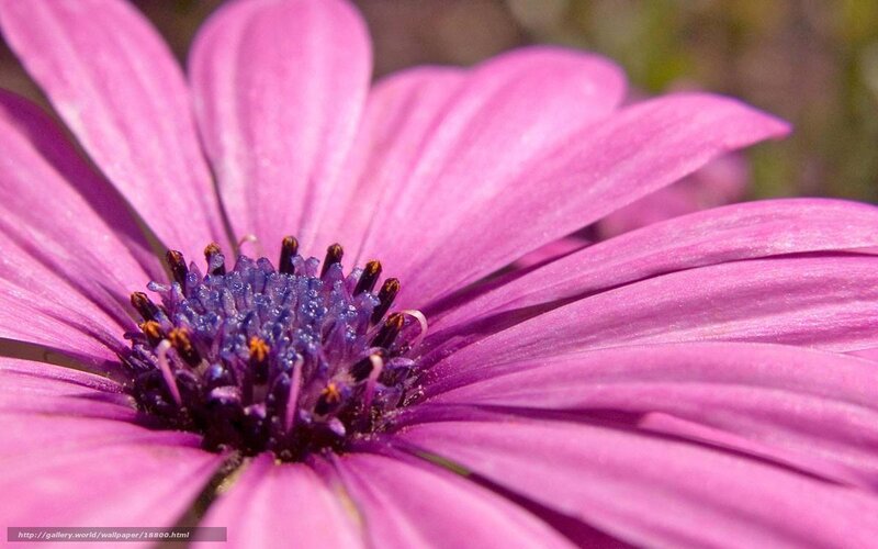 Purple flower close-up