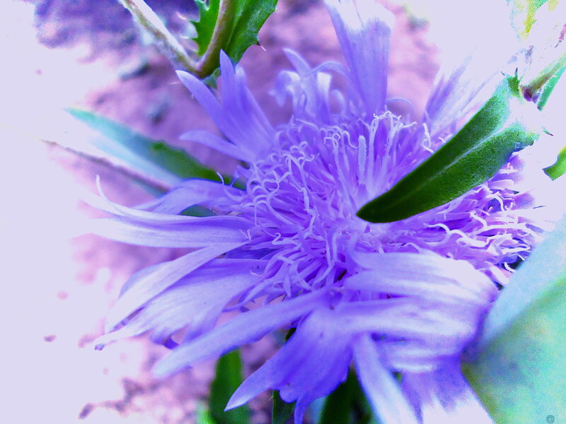 Purple Flower Close-up — Vibrant