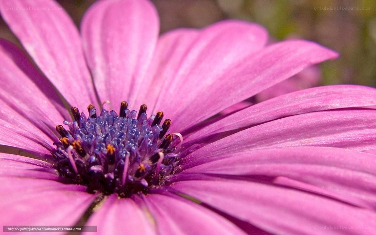 Purple flower close-up