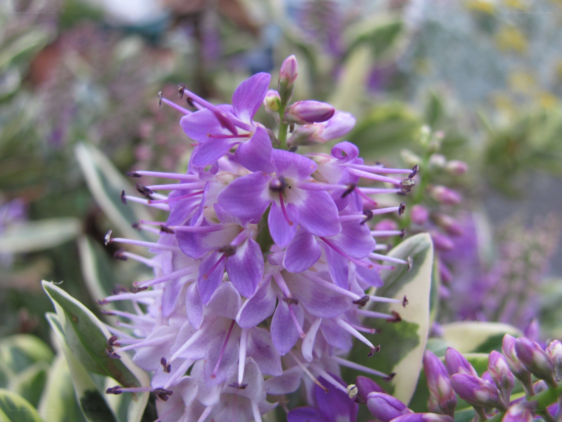 purple flower cluster