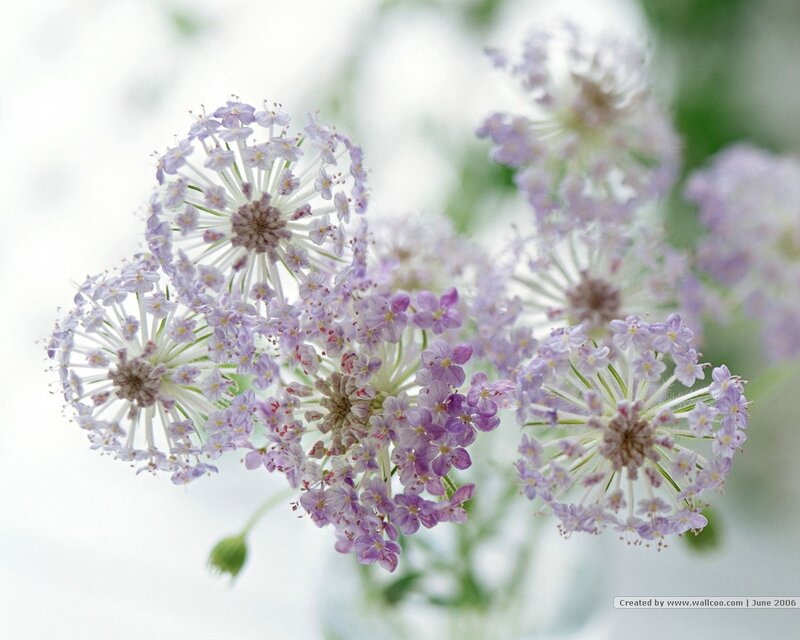 purple flower cluster