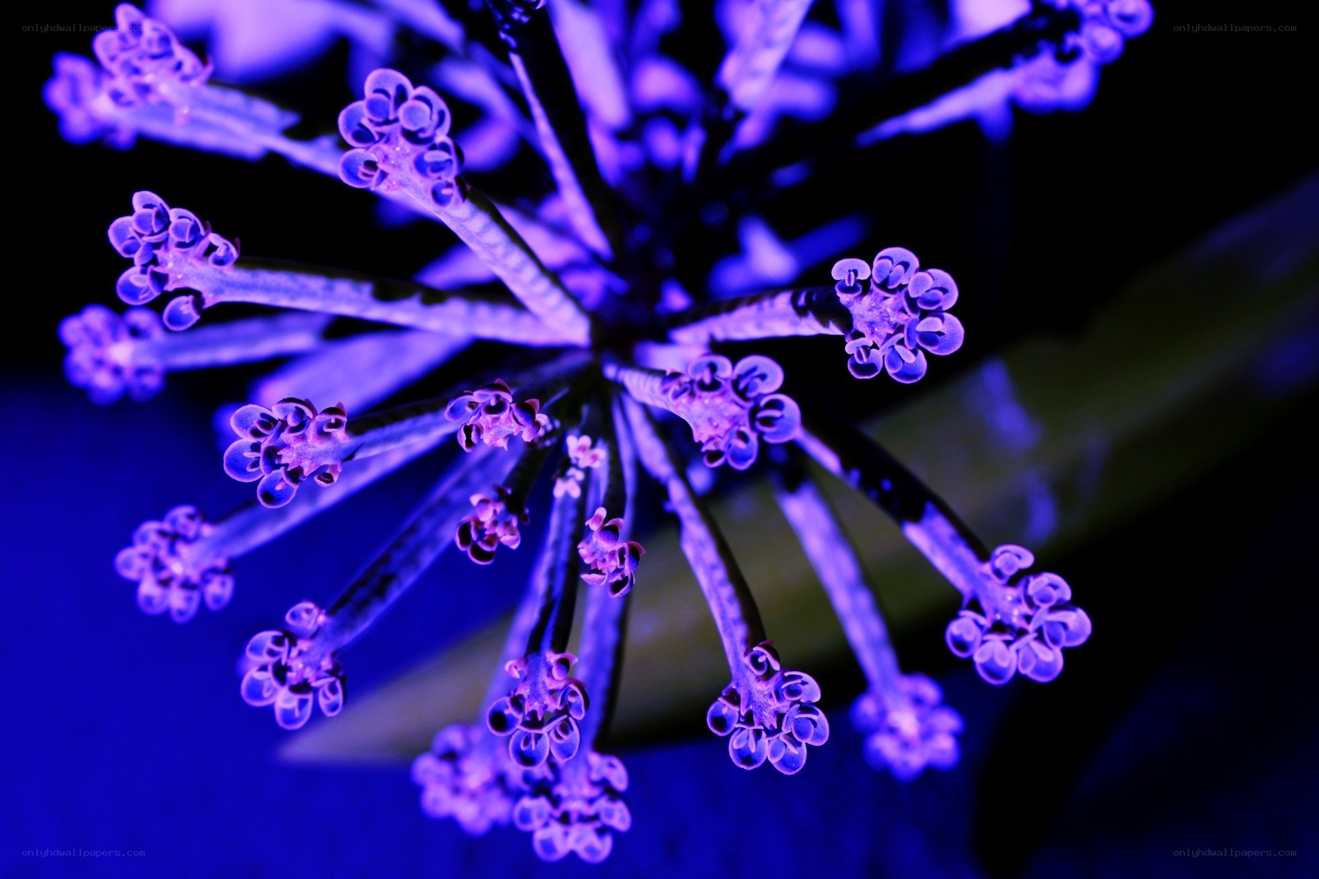 purple flower cluster