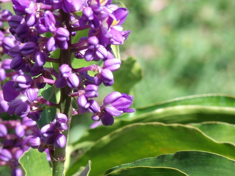 purple flower cluster