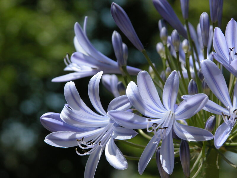purple flower cluster