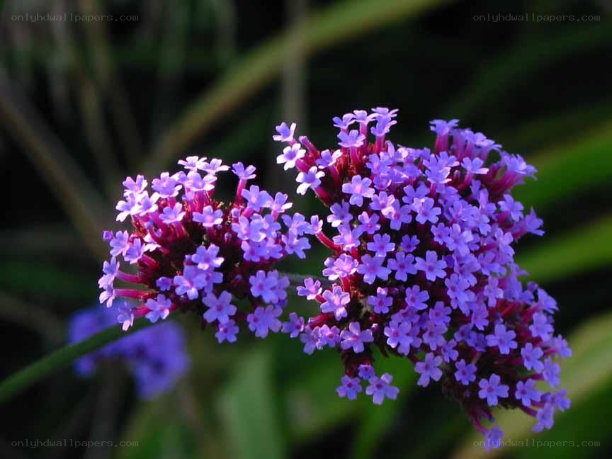 purple flower cluster