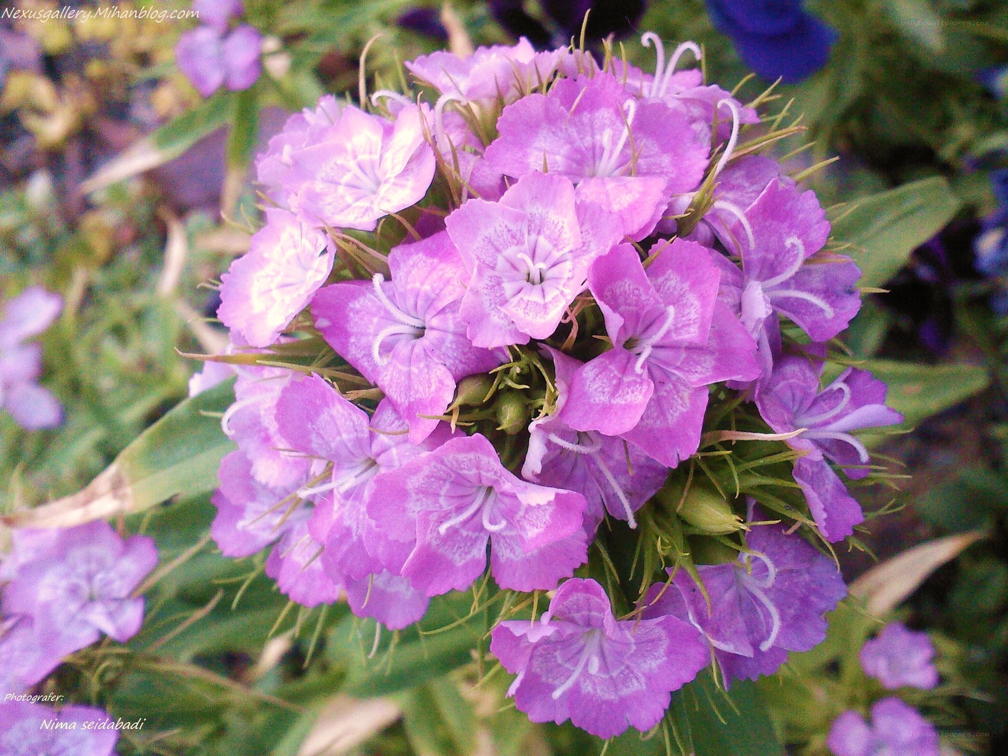 purple flower cluster