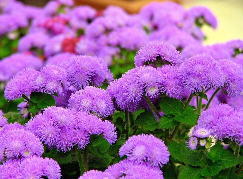 purple flower cluster