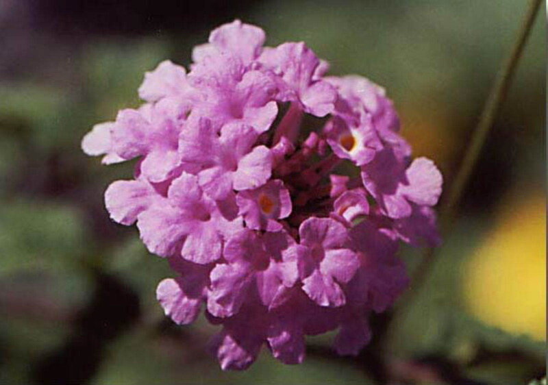 purple flower cluster